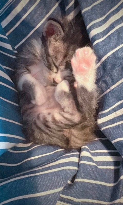 仰向けで寝ている子猫