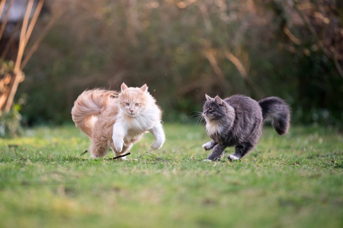 跳ねる茶色とグレーの長毛猫