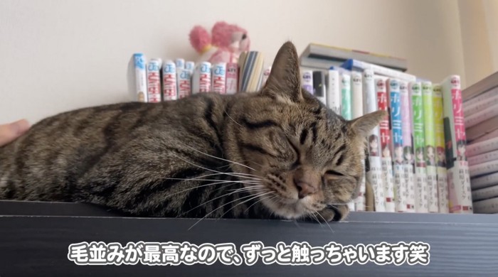 飼い主さんに撫でられる猫