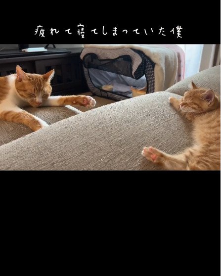 寝ている猫を見つめる先住猫