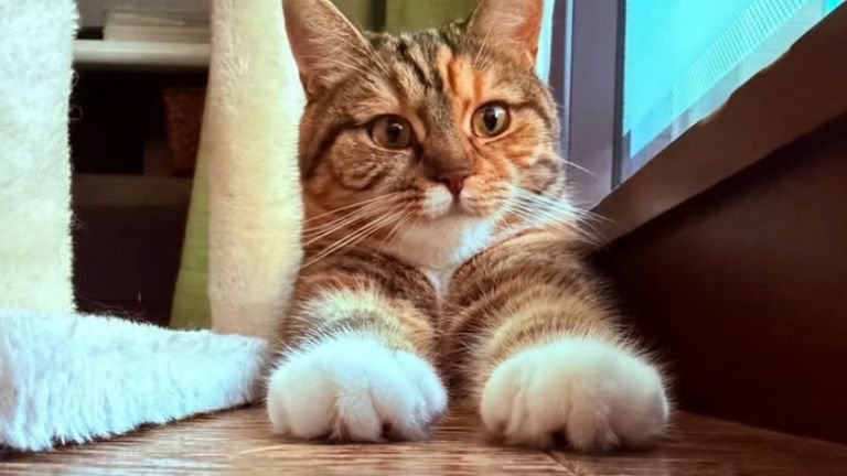 室内にいる猫