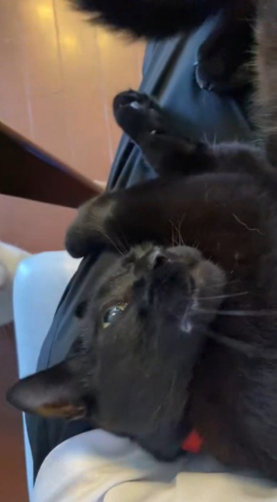 投稿者の膝の上で寝転がる黒猫
