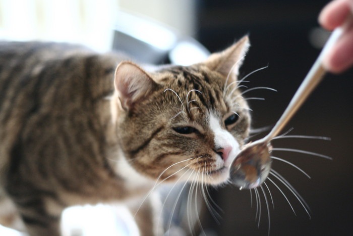 スプーンに顔を近づける猫