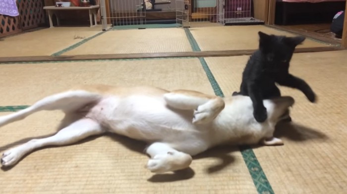 柴犬と遊ぶ黒猫の子猫
