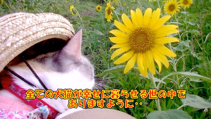 テロップ「全ての犬猫が～」