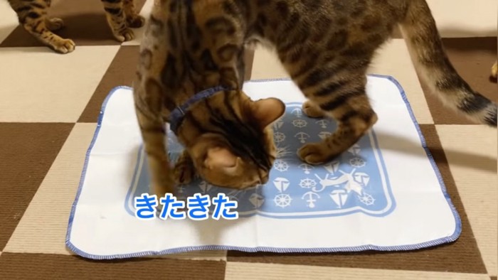 マタタビシートに乗る猫