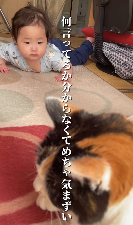 赤ちゃんに見つめられて顔を背ける猫
