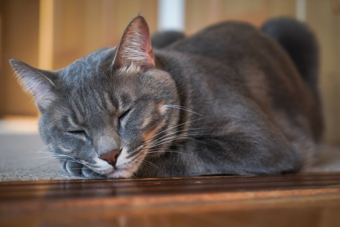 うずくまるように寝ている猫