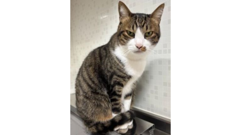 キッチンにいる猫