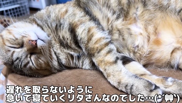 横になって眠る猫