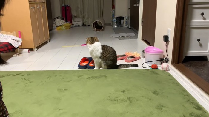 部屋の奥に顔を向ける猫