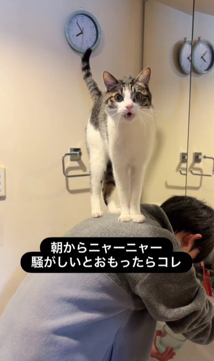 男の子の背中に乗っている猫