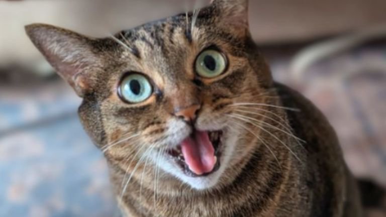 室内にいる猫
