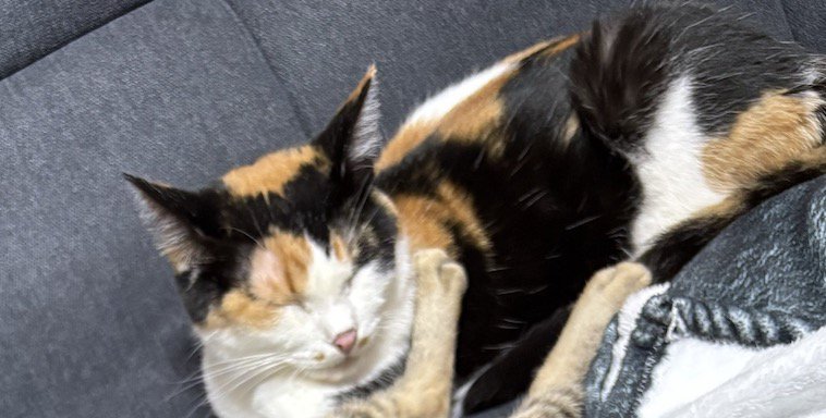 ソファの上で目を閉じる三毛猫