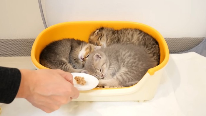 寝ている子猫にご飯を近づける飼い主