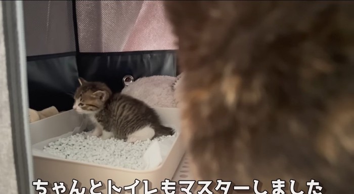 トイレの中の猫