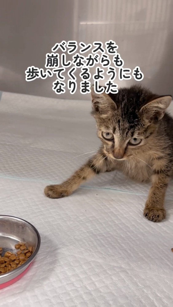 立ち上がる子猫