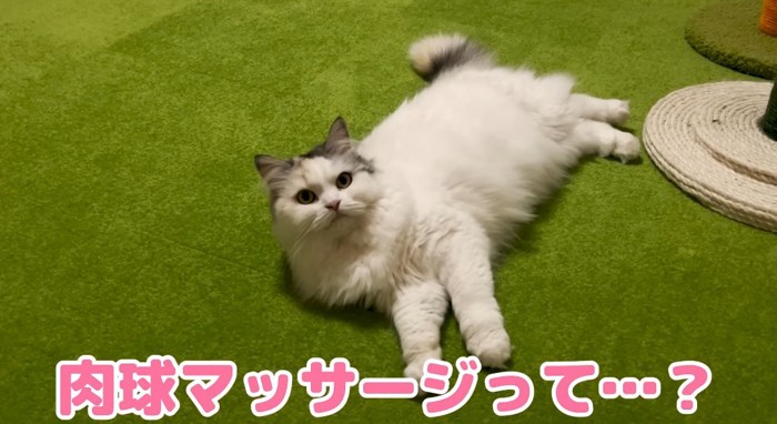 横たわる猫