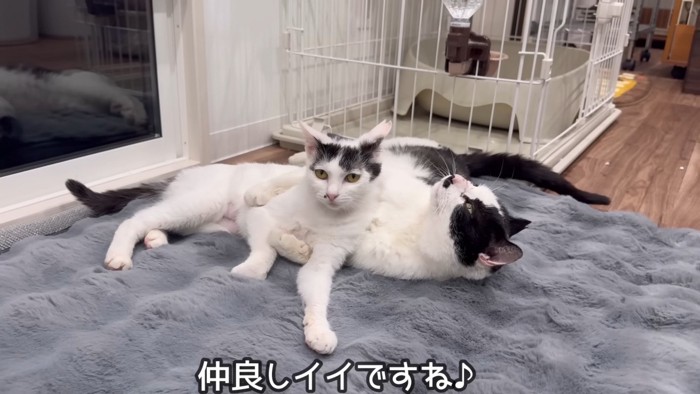仲睦まじい2匹