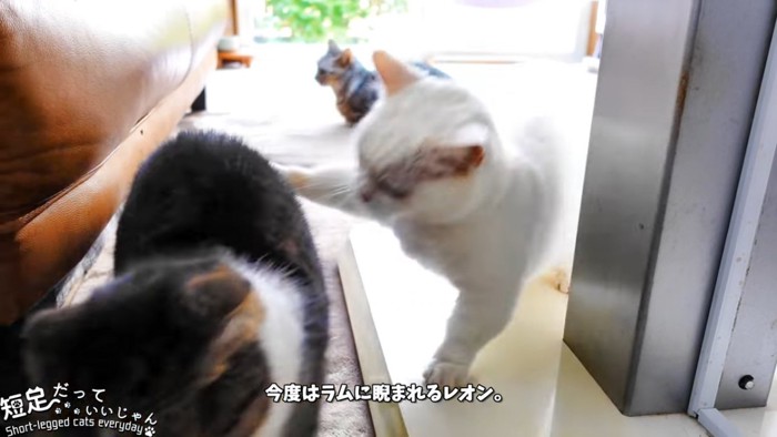 白猫に叩かれる猫