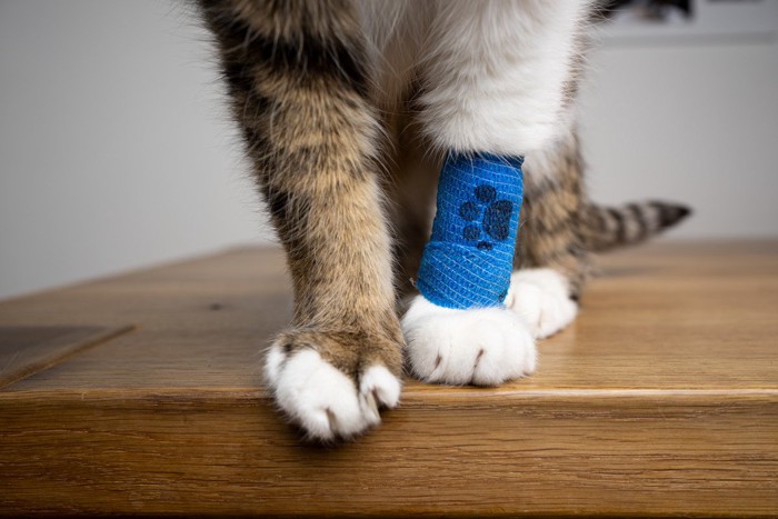 診察される猫