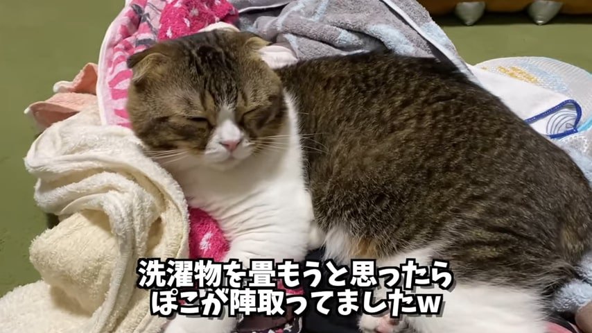 洗濯物の上にいる猫