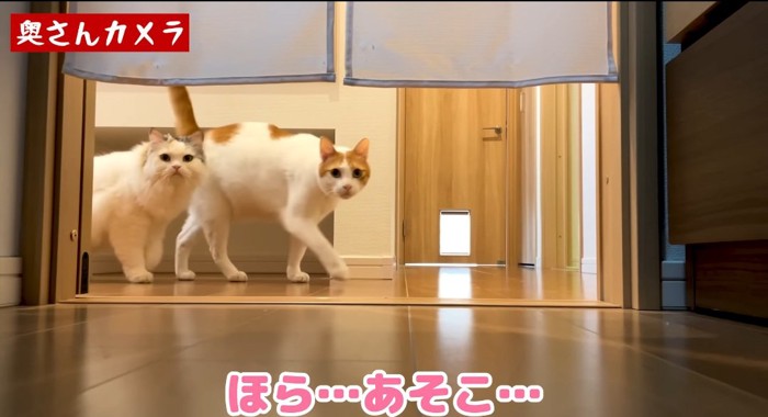 並んでいる猫