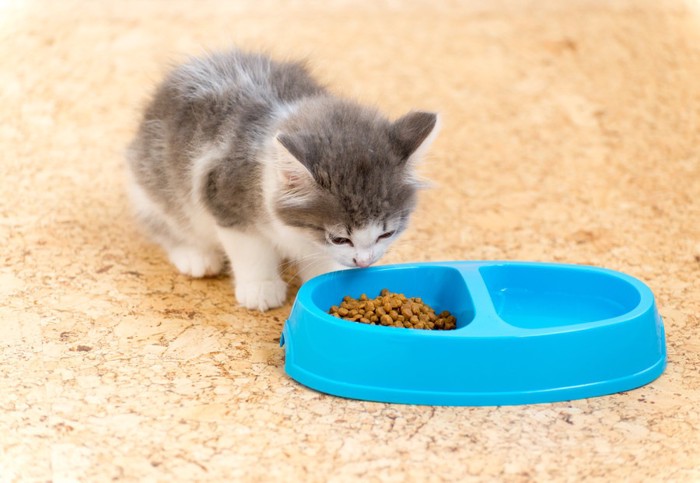 キャットフードのにおいを嗅ぐ子猫