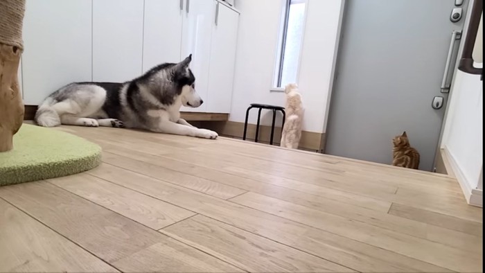 覗くじゅんちゃん