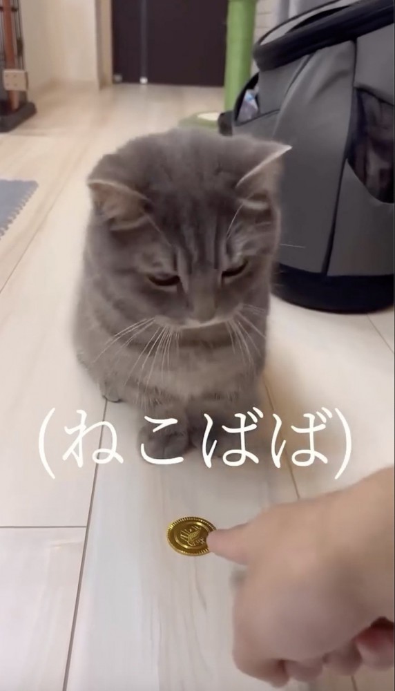 お金を目の前に置く飼い主