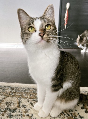 飼い主を見上げる夏毛の猫