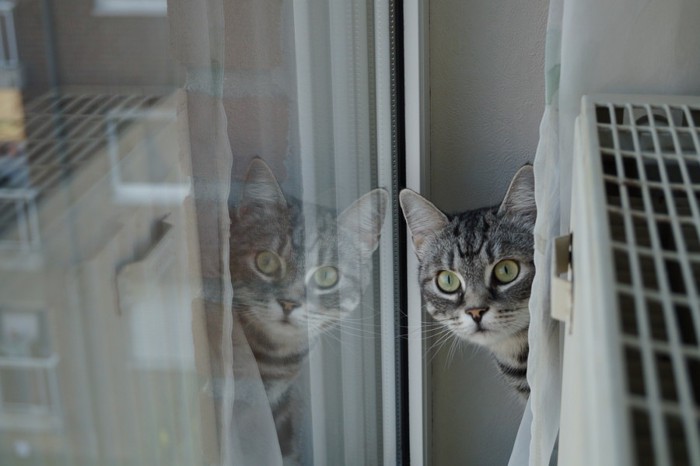 カーテンの裏に隠れる猫