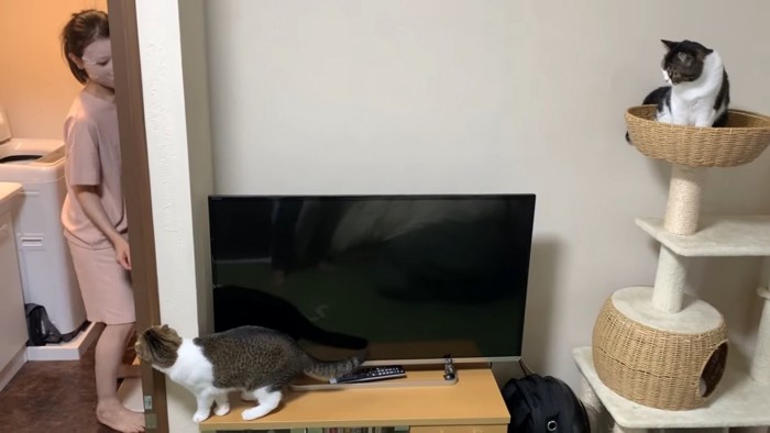 テレビの前にいる猫