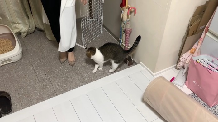 玄関にいる猫
