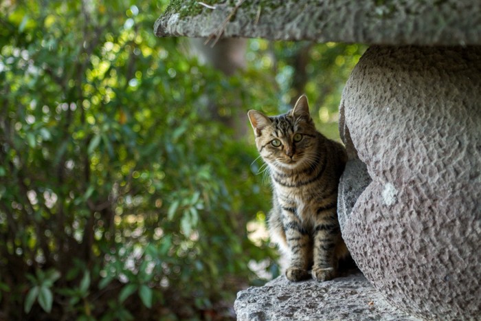 石に隠れている猫と目が合う瞬間