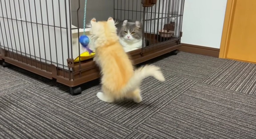 おもちゃで遊ぶ子猫とそれを見つめる猫