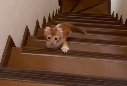 階段をのぼる子猫2