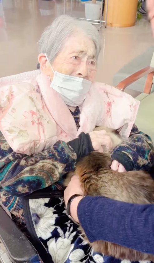 おばあちゃんの膝の上で撫でられている猫