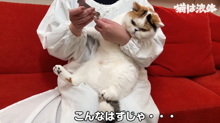 爪を切られている猫