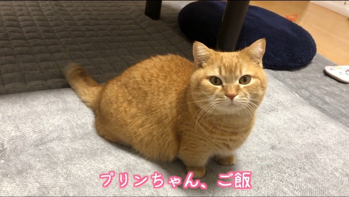 カメラを見つめる猫