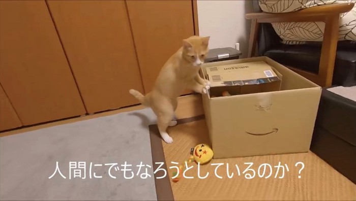 二本足で立ち続ける猫