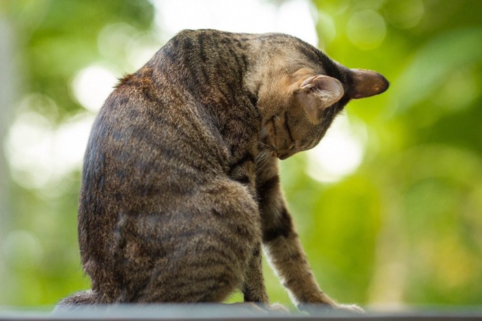 舐めてばかりいる猫