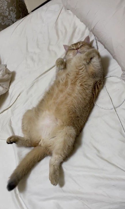 仰向けで寝ている猫