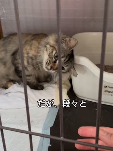 トイレの縁に頭をこすりつける猫