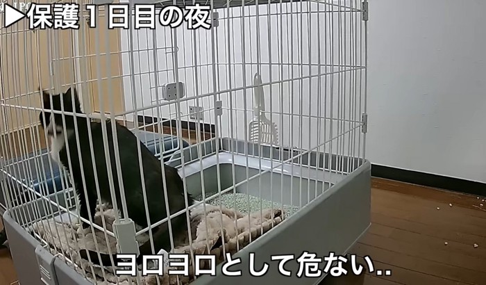 ケージの中で座る猫