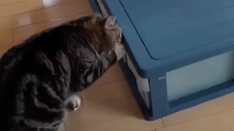 箱をチェックしている猫