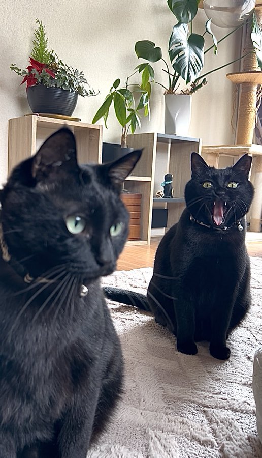 日が差す室内でくつろぐ2匹の黒猫2