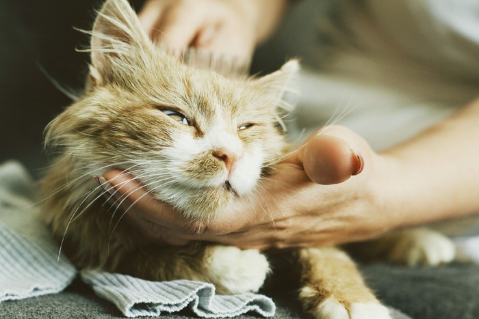 ブラッシングされている猫