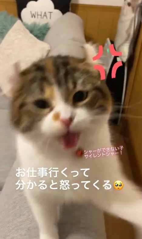 襲い掛かる猫