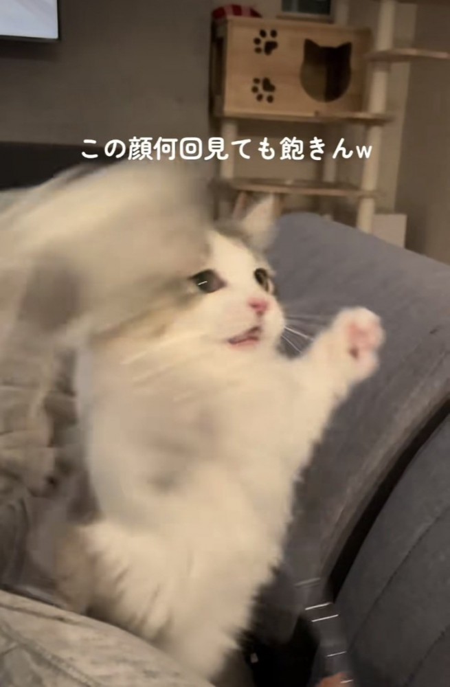 猫じゃらしで遊ぶミヌエット